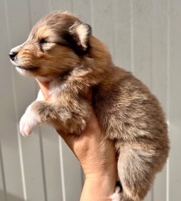 Les chiots de Colley à poil long