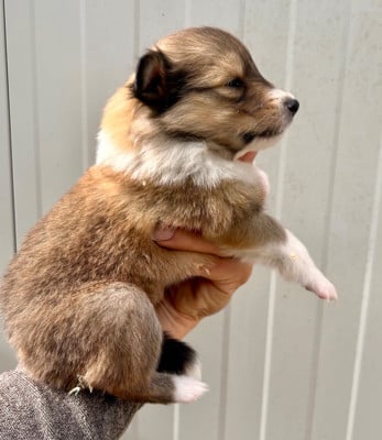Les chiots de Colley à poil long