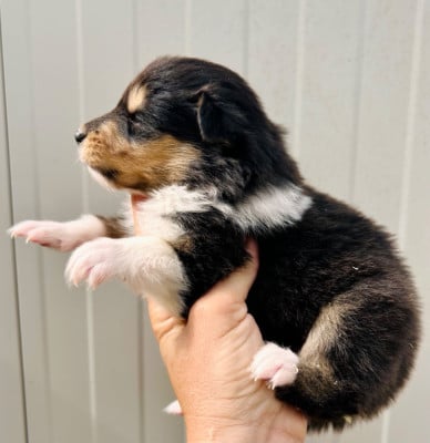 Les chiots de Colley à poil long
