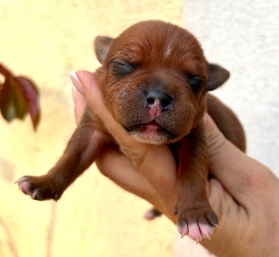 Les chiots de Staffordshire Bull Terrier