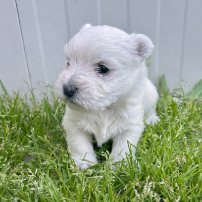 Les chiots de West Highland White Terrier