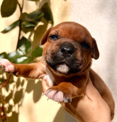 Les chiots de Staffordshire Bull Terrier