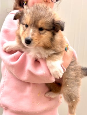 Les chiots de Colley à poil long