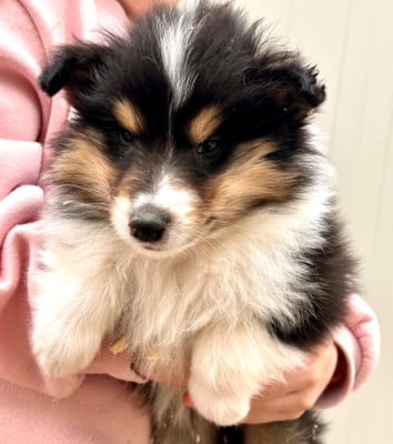 Les chiots de Colley à poil long