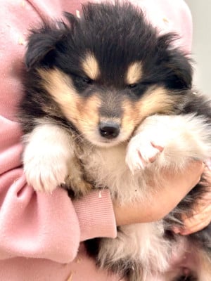 Les chiots de Colley à poil long