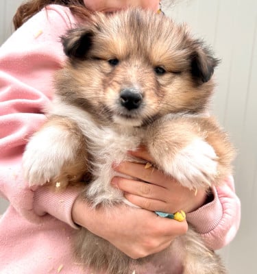 Les chiots de Colley à poil long