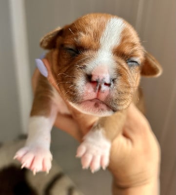 Les chiots de Staffordshire Bull Terrier