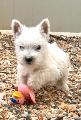 Les chiots de West Highland White Terrier