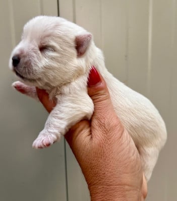 Les chiots de West Highland White Terrier