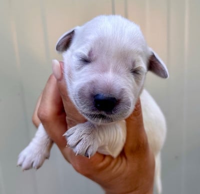 Les chiots de Golden Retriever