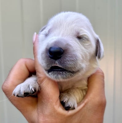 Les chiots de Golden Retriever