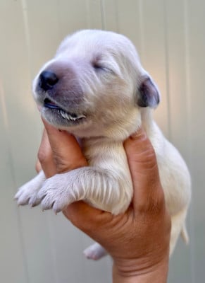 Les chiots de Golden Retriever