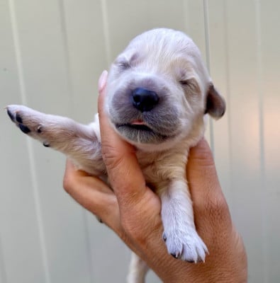 Les chiots de Golden Retriever