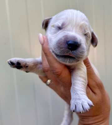 Les chiots de Golden Retriever