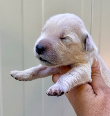 Les chiots de Golden Retriever