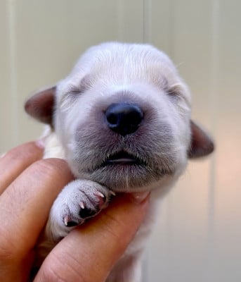 Les chiots de Golden Retriever