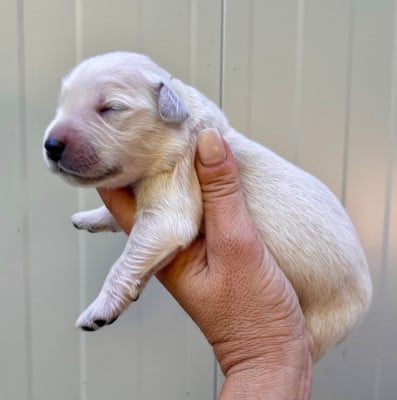 Les chiots de Golden Retriever