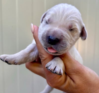 Les chiots de Golden Retriever