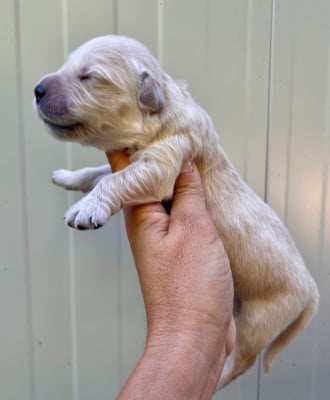 Les chiots de Golden Retriever