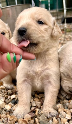 Les chiots de Golden Retriever