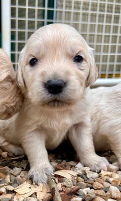 Les chiots de Golden Retriever