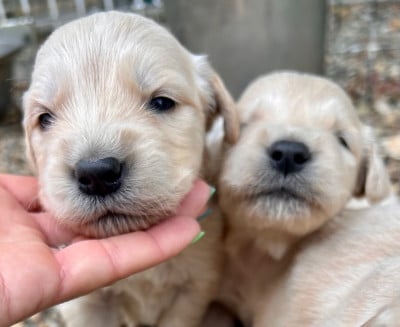 Les chiots de Golden Retriever