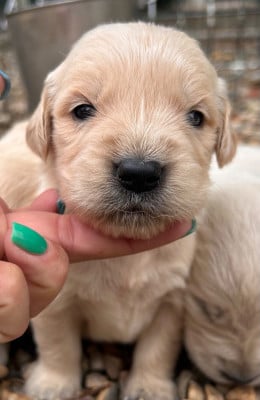 Les chiots de Golden Retriever