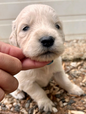 Les chiots de Golden Retriever