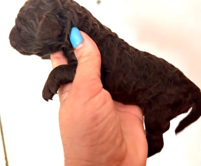 Les chiots de Caniche