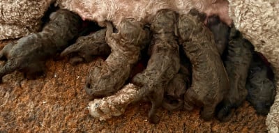 Les chiots de Caniche