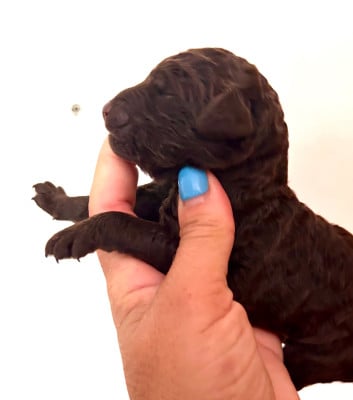 Les chiots de Caniche