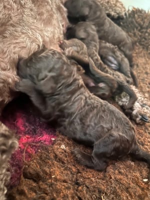 Les chiots de Caniche