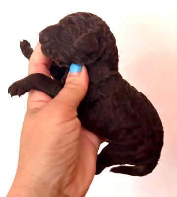 Les chiots de Caniche
