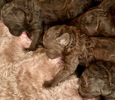 Les chiots de Caniche