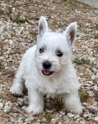 Les chiots de West Highland White Terrier