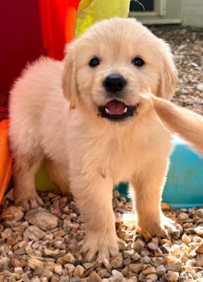 Les chiots de Golden Retriever