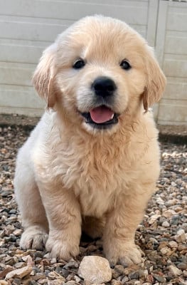 Les chiots de Golden Retriever