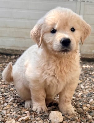 Les chiots de Golden Retriever