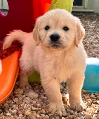 Les chiots de Golden Retriever