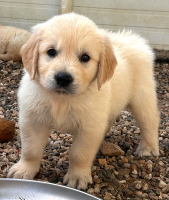 Les chiots de Golden Retriever