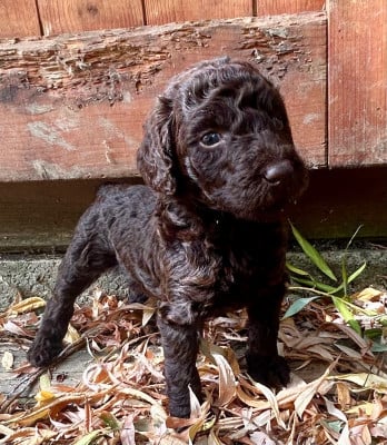Les chiots de Caniche