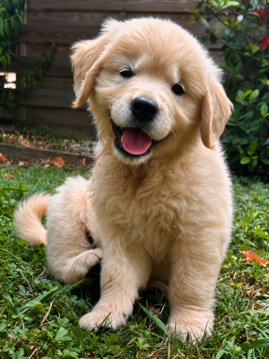 Les chiots de Golden Retriever