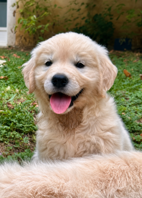 Les chiots de Golden Retriever