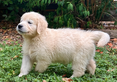 Les chiots de Golden Retriever