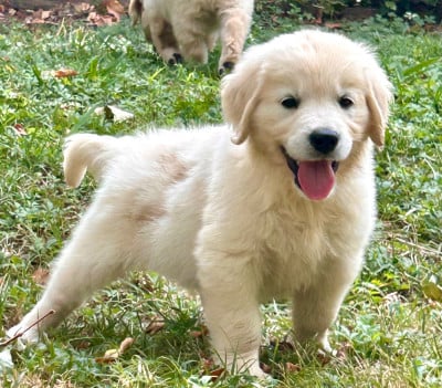 Les chiots de Golden Retriever