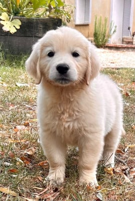 Les chiots de Golden Retriever