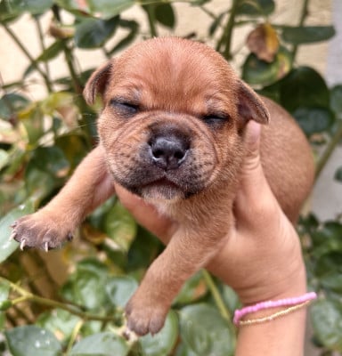 Les chiots de Staffordshire Bull Terrier