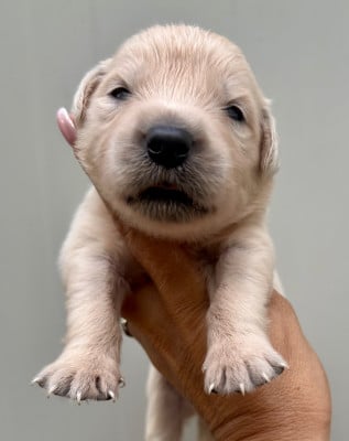 Chiot N°1 - Golden Retriever