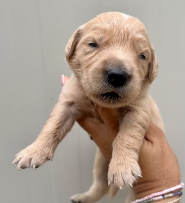 Chiot N°2 - Golden Retriever