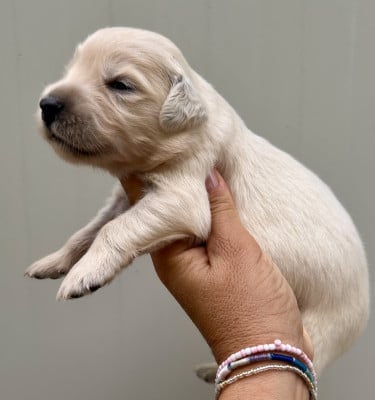 Chiot N°3 - Golden Retriever